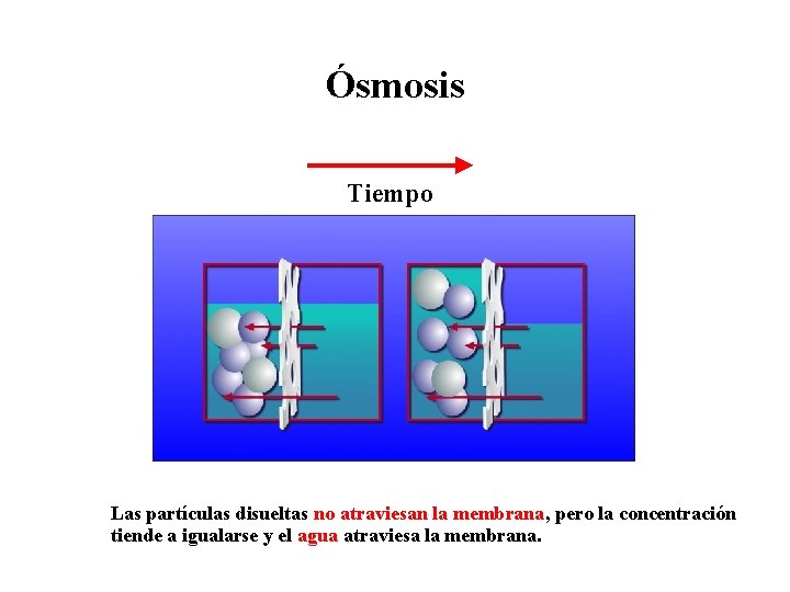 Ósmosis Tiempo Las partículas disueltas no atraviesan la membrana, pero la concentración tiende a