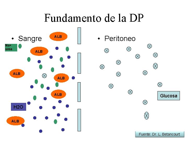 Fundamento de la DP • Sangre Na+ urea ALB • Peritoneo ALB ALB Glucosa