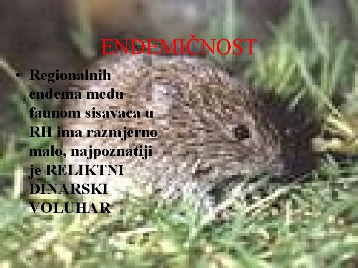 ENDEMIČNOST • Regionalnih endema među faunom sisavaca u RH ima razmjerno malo, najpoznatiji je