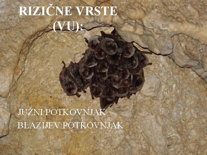 RIZIČNE VRSTE (VU): JUŽNI POTKOVNJAK BLAZIJEV POTKOVNJAK 