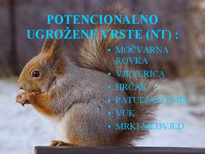 POTENCIONALNO UGROŽENE VRSTE (NT) : • MOČVARNA ROVKA • VJEVERICA • HRČAK • PATULJASTI