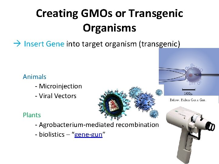 Creating GMOs or Transgenic Organisms Insert Gene into target organism (transgenic) Animals - Microinjection