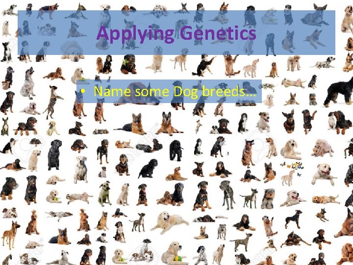 Applying Genetics • Name some Dog breeds… 