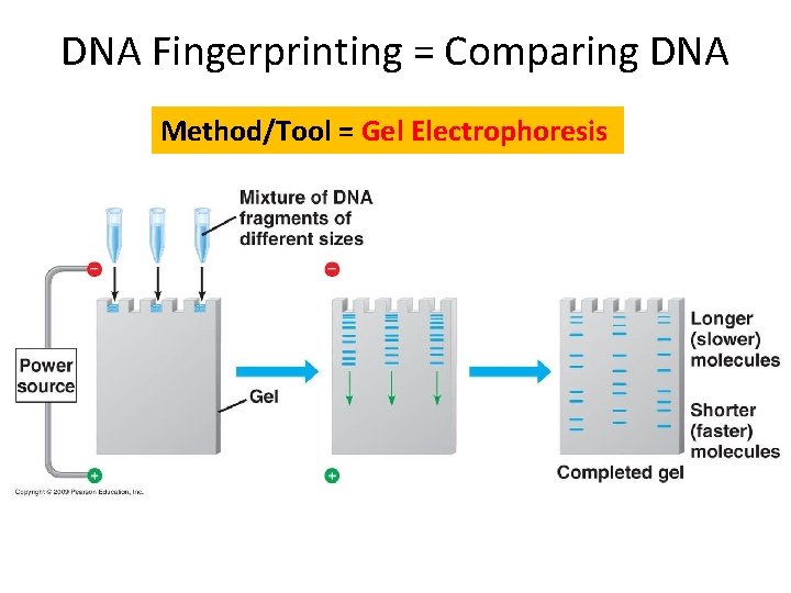 DNA Fingerprinting = Comparing DNA Method/Tool = Gel Electrophoresis 
