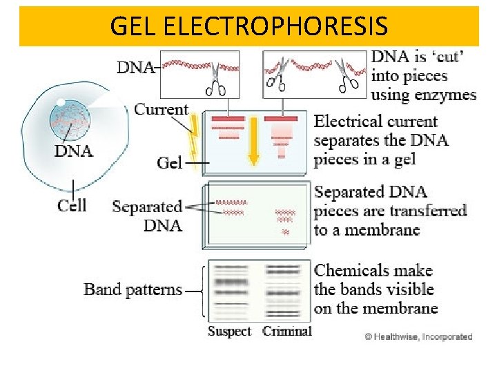 GEL ELECTROPHORESIS 