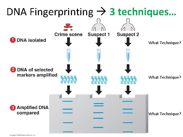 DNA Fingerprinting 3 techniques… What Technique? 