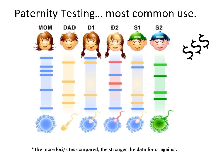 Paternity Testing… most common use. $ $ $ *The more loci/sites compared, the stronger