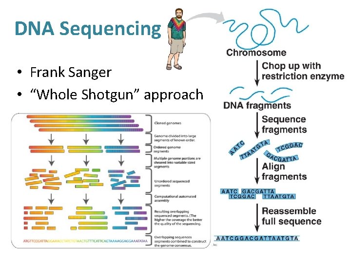 DNA Sequencing • Frank Sanger • “Whole Shotgun” approach 