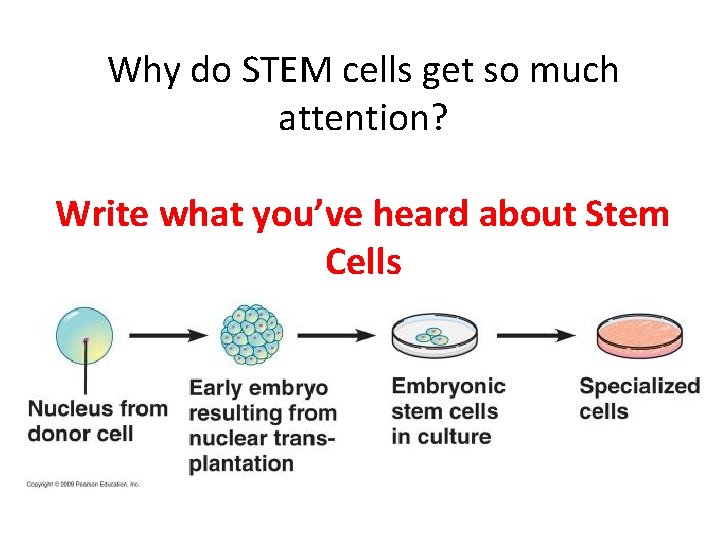 Why do STEM cells get so much attention? Write what you’ve heard about Stem