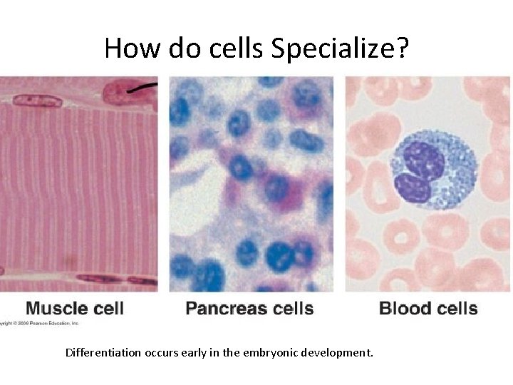 How do cells Specialize? Differentiation occurs early in the embryonic development. 