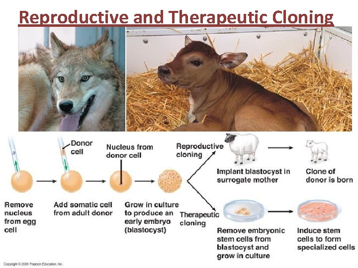 Reproductive and Therapeutic Cloning 