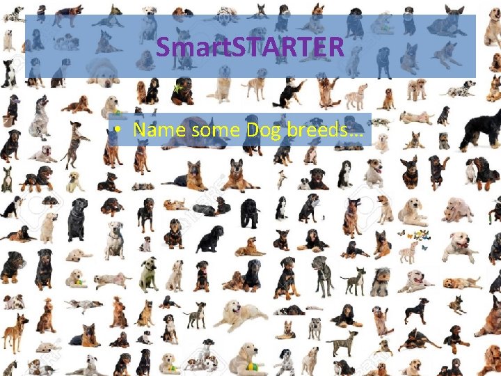 Smart. STARTER • Name some Dog breeds… 