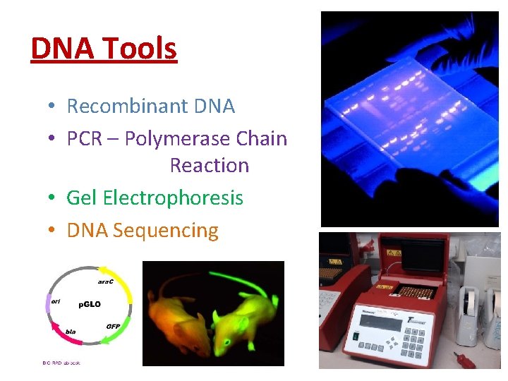 DNA Tools • Recombinant DNA • PCR – Polymerase Chain Reaction • Gel Electrophoresis