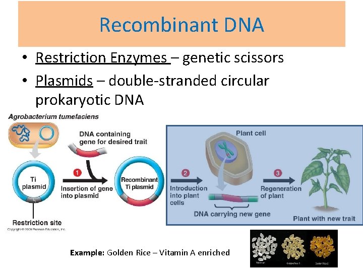 Recombinant DNA • Restriction Enzymes – genetic scissors • Plasmids – double-stranded circular prokaryotic