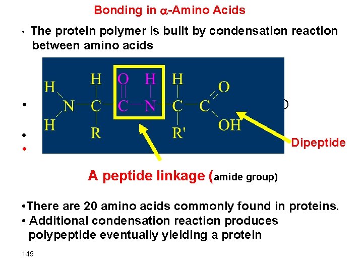 Bonding in -Amino Acids • The protein polymer is built by condensation reaction between