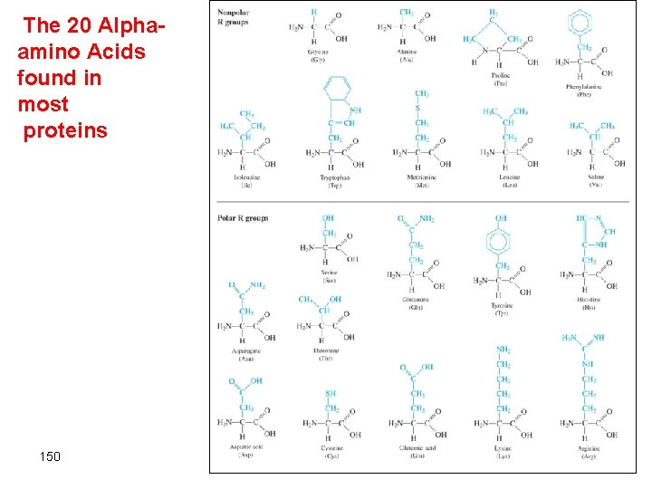 The 20 Alphaamino Acids found in most proteins 150 