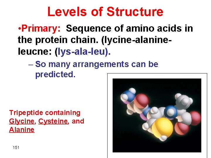 Levels of Structure • Primary: Sequence of amino acids in the protein chain. (lycine-alanineleucne: