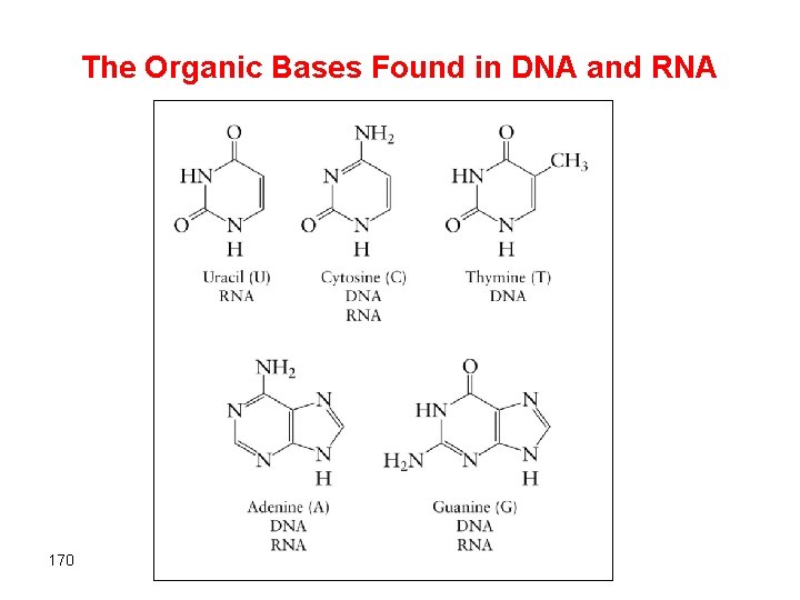 The Organic Bases Found in DNA and RNA 170 