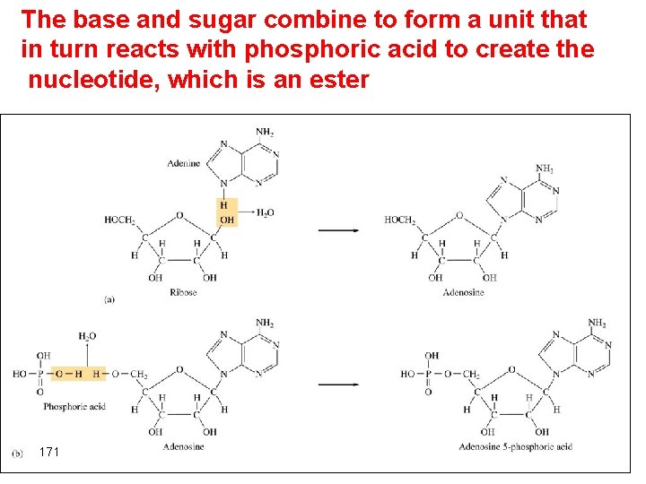 The base and sugar combine to form a unit that in turn reacts with