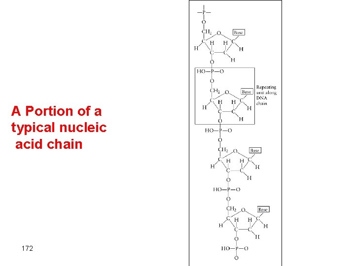A Portion of a typical nucleic acid chain 172 