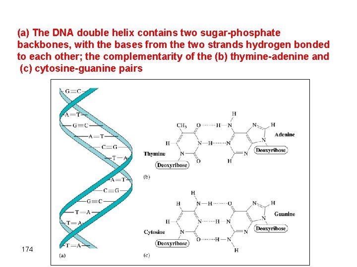 (a) The DNA double helix contains two sugar-phosphate backbones, with the bases from the