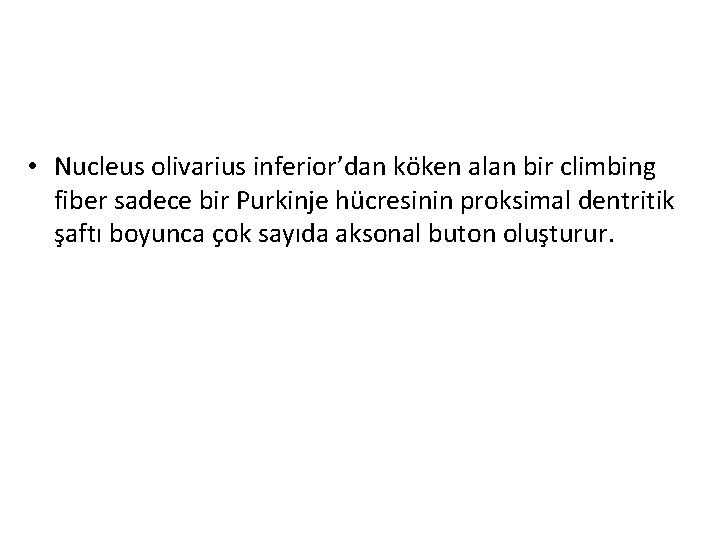  • Nucleus olivarius inferior’dan köken alan bir climbing fiber sadece bir Purkinje hücresinin