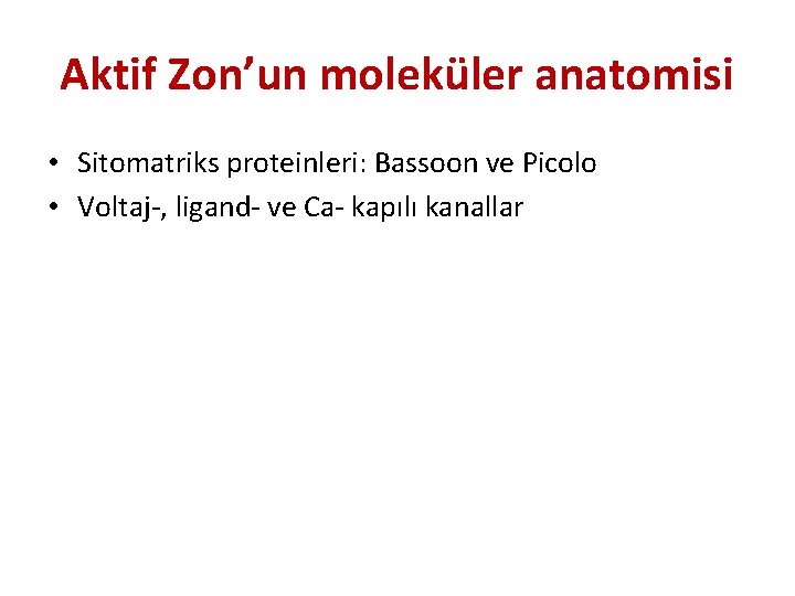 Aktif Zon’un moleküler anatomisi • Sitomatriks proteinleri: Bassoon ve Picolo • Voltaj-, ligand- ve
