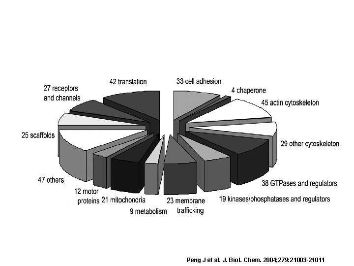 Peng J et al. J. Biol. Chem. 2004; 279: 21003 -21011 