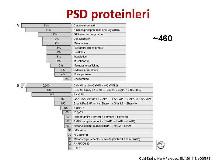 PSD proteinleri ~460 Cold Spring Harb Perspect Biol 2011; 3: a 005678 