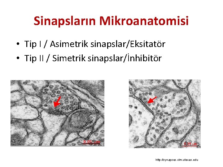 Sinapsların Mikroanatomisi • Tip I / Asimetrik sinapslar/Eksitatör • Tip II / Simetrik sinapslar/İnhibitör