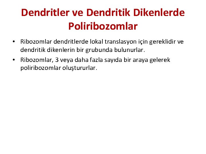 Dendritler ve Dendritik Dikenlerde Poliribozomlar • Ribozomlar dendritlerde lokal translasyon için gereklidir ve dendritik