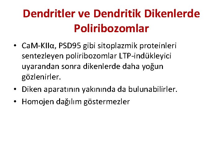 Dendritler ve Dendritik Dikenlerde Poliribozomlar • Ca. M-KIIα, PSD 95 gibi sitoplazmik proteinleri sentezleyen