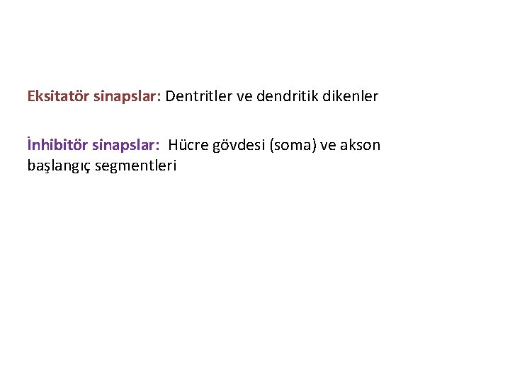 Eksitatör sinapslar: Dentritler ve dendritik dikenler İnhibitör sinapslar: Hücre gövdesi (soma) ve akson başlangıç