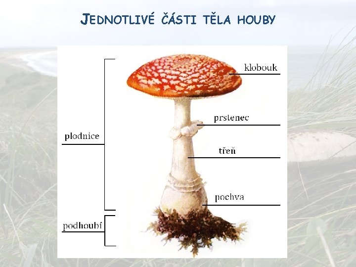 JEDNOTLIVÉ ČÁSTI TĚLA HOUBY JEDNOTLIVÉ ČÁSTI TĚLA HOUBY