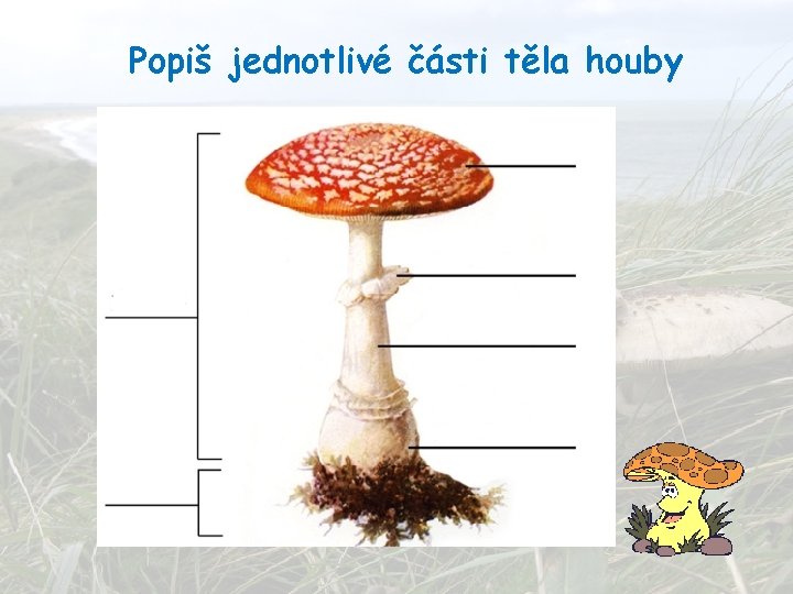 Popiš jednotlivé části těla houby Popiš jednotlivé části těla houby