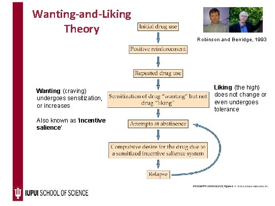 Wanting-and-Liking Theory Robinson and Berridge, 1993 Wanting (craving) undergoes sensitization, or increases Also known