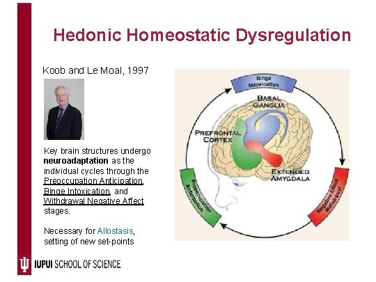 Hedonic Homeostatic Dysregulation Koob and Le Moal, 1997 Key brain structures undergo neuroadaptation as