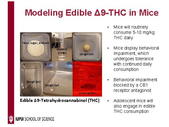 Modeling Edible Δ 9 -THC in Mice • Mice will routinely consume 5 -10