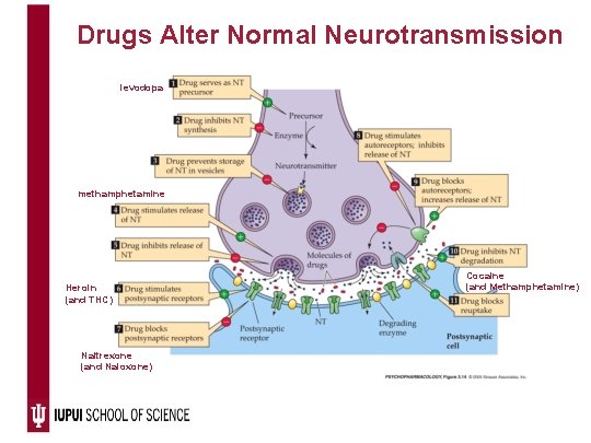 Drugs Alter Normal Neurotransmission levodopa methamphetamine Heroin (and THC) Naltrexone (and Naloxone) Cocaine (and