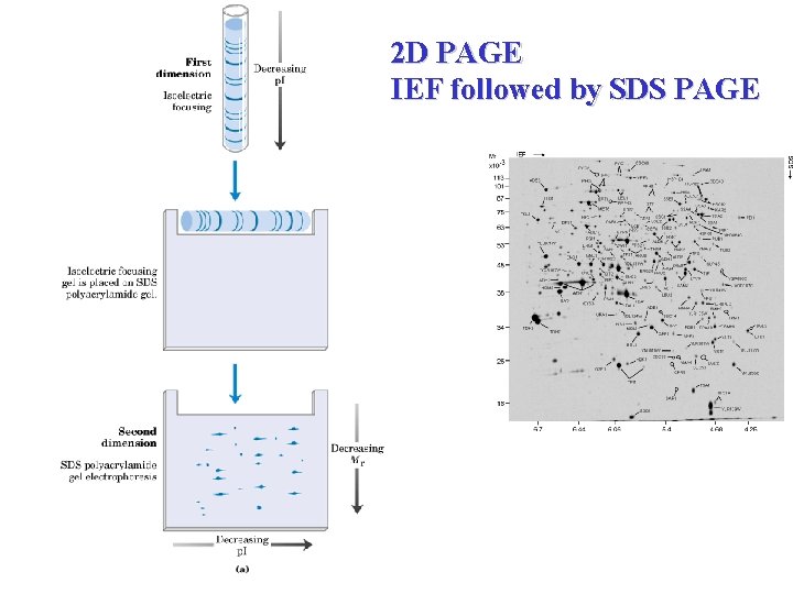 2 D PAGE IEF followed by SDS PAGE 