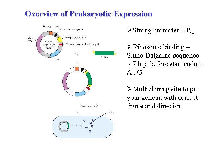 Overview of Prokaryotic Expression ØStrong promoter – Plac ØRibosome binding – Shine-Dalgarno sequence ~