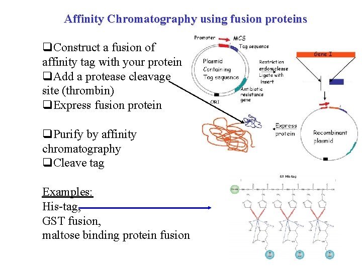 Affinity Chromatography using fusion proteins q. Construct a fusion of affinity tag with your