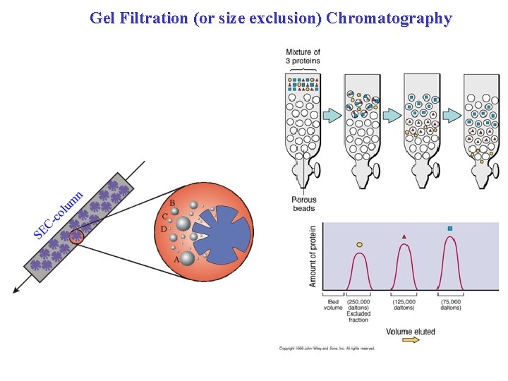 Gel Filtration (or size exclusion) Chromatography 