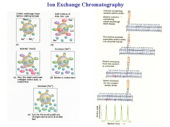 Ion Exchange Chromatography 