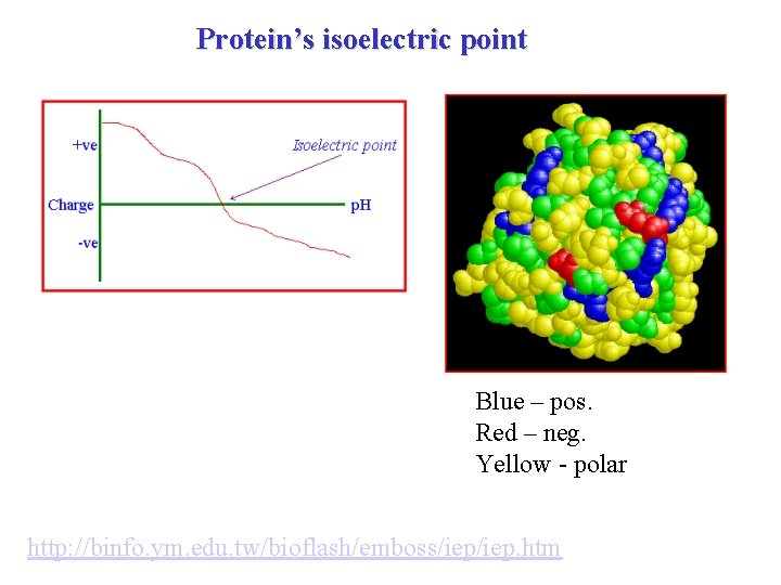 Protein’s isoelectric point Blue – pos. Red – neg. Yellow - polar http: //binfo.