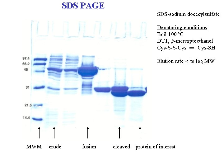 SDS PAGE SDS-sodium docecylsulfate Denaturing conditions Boil 100 ºC DTT, b-mercaptoethanol Cys-S-S-Cys Cys-SH Elution