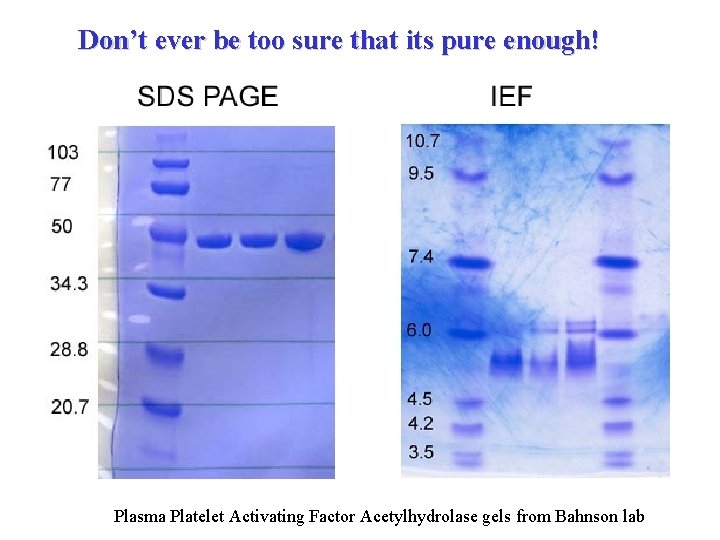 Don’t ever be too sure that its pure enough! Plasma Platelet Activating Factor Acetylhydrolase