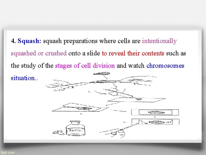 4. Squash: squash preparations where cells are intentionally squashed or crushed onto a slide