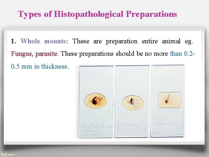 Types of Histopathological Preparations 1. Whole mounts: These are preparation entire animal eg. Fungus,