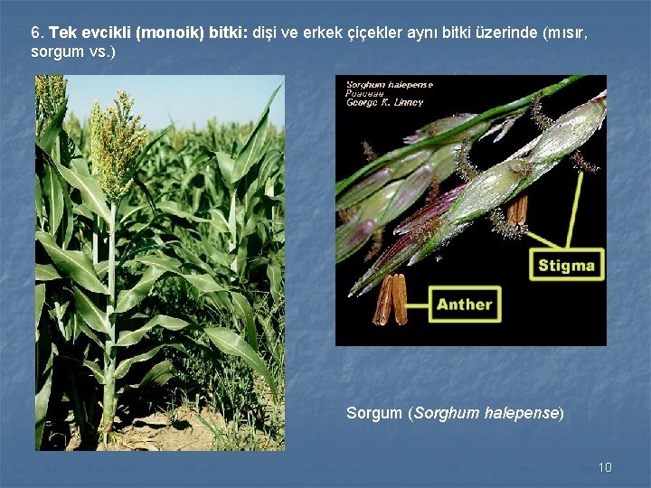 6. Tek evcikli (monoik) bitki: dişi ve erkek çiçekler aynı bitki üzerinde (mısır, sorgum